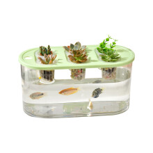 Clear Gardening Box for Tulips Water Culture and-Green 2