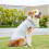 Dog Apparel Comfortable Cooling Vest For Active Pet-7XL 1 5
