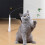 Unpredictable Motion Butterfly Cats Toy-Pink and white batte 4