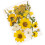 Pressed Flower Set For DIY Art Projects And Handmade-Yellow 1