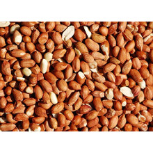Bird Whole Peanuts - Quality Fresh Feed for Wild Birds Garden (10KG)