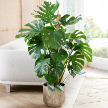 1 x Monstera Swiss Cheese Plant - Air-Purifying Houseplant (40-50cm Incl. Pot)