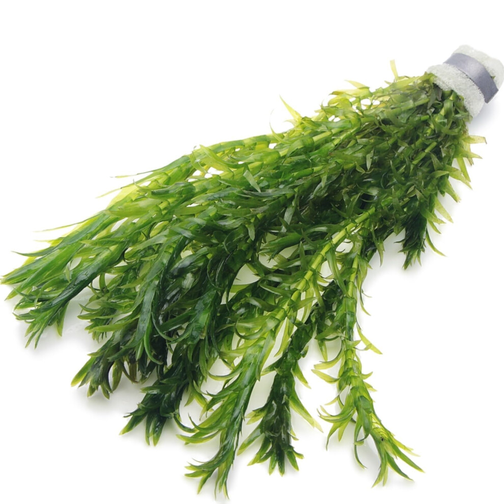 K2aqua 10 Elodea Densa Oxygenating Weed Live Pond Plant Water Aquarium Aquatic Plants Egeria