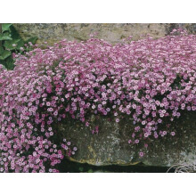 Gypsophila Creeping Baby’s Breath Seeds – Flower Seeds that Attract Bees & Butterflies – Easy-to-Grow Perennial Colourful Ground Cover for Garde
