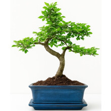 Bonsai Tree - Chinese Elm Bonsai Indoor/Outdoor Bonsai Tree S Trunk - Ceramic Pot with Matching Drip Tray - Home Office Gift.