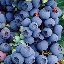 Carbeth Plants - Fruit Plants - Grow Your Own Fruit Garden -