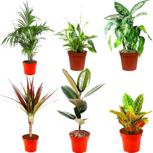 Indoor Plants Real, Mix of 6 House Plants in 12cm Pots, Real Plants to Grow in Your Office, Home, Bedroom, Kitchen and Living Room, Perfect for Clean