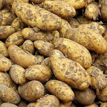 Carbeth Plants Maris Piper Seed Potatoes 11 Tuber Pack - Main Crop Potato for Planting Now in UK Gardens - Easy Grow High Yielding Great Tasting Harv