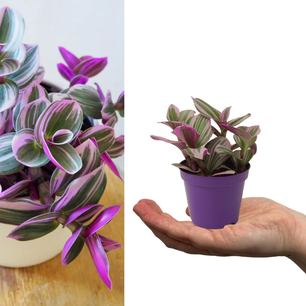 Carbeth Plants Tradescantia Nanouk - Fantasy Venice - 10-20Cm In Height Inc Pot