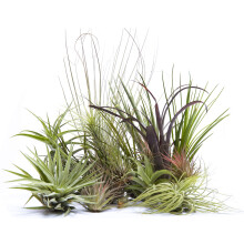 4 Different Tillandsias Air Plants