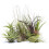 4 Different Tillandsias Air Plants 1
