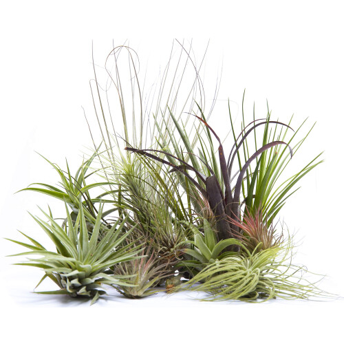 4 Different Tillandsias Air Plants