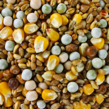 BusyBeaks Four Seasons Pigeon Corn | Premium Grade Natural Food Mix | Rich in Nutritious Oils Vitamins and Minerals | Perfect Year-Round Wild Bird Se