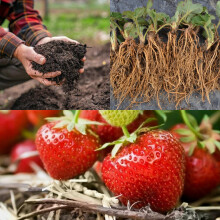 20 x Strawberry 'Cambridge Favourite' Bare Roots - with Free Growing