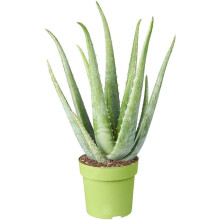 3 x GardenersDream Aloe Vera Plant – Live Air Purifying Indoor Houseplant - Evergreen Healing Succulent – Low Maintenance Indoor Plant for Home &
