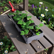 Carbeth Plants Strawberry Fruit Plant 6 Pack - Hardy Perennial