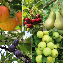 Potted Mini Fruit Tree Collection, Apple, Pear, Cherry, Plum Ideal