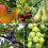 Potted Mini Fruit Tree Collection, Apple, Pear, Cherry, Plum Ideal 1