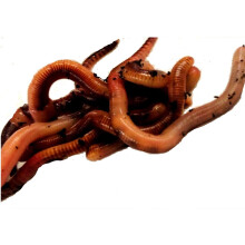 The Mealworm Company LIVEFOODS DIRECT DEN1 DENDROBAENA (EARTHWORM) 1