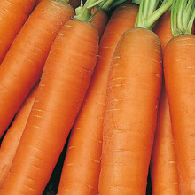 Early Nantes Carrot Seeds – 1000 Seeds – Suitable for Indoor & Outdoor Planting