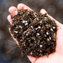 Carnivorous Plant Potting Mix – Premium Venus Flytrap, Pitcher Plant and Sundew Substrate with Perlite, Coco Coir and Leca for Healthy Growth and St
