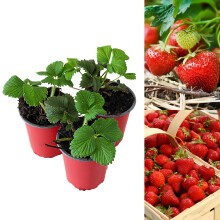 Carbeth Plants - Strawberry Cambridge Favourite Fruit Plants - Hardy