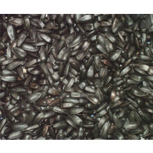 25 kg Dawn Chorus Black Sunflower Seeds For Wild Birds (12.5 kg x 2)