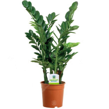 GardenersDream 3X Indoor Plants - Live Indoor Potted Plants for Home and Office- Schefflera Gerda, Zamioculca Zamiifolia and Chamaedorea Elegans Hous