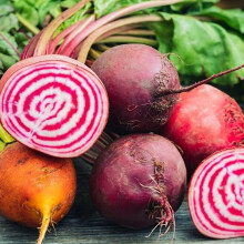 PREMIER SEEDS DIRECT - Beetroot - Rainbow Mix - 6 Grams