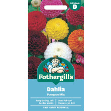 Fothergill's Dahlia Pompon Mixed Flower Seeds, 50 Seeds, Sow: Feb-Apr