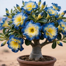 Perennial Desert Rose Bulbs,Rare and Beautiful Adenium Bulbs in