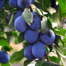 Thompson & Morgan Potted Mini Fruit Tree Plum, Perfect for Small