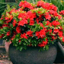 1 X RED Azalea Japanese Evergreen Shrub Hardy Garden Plant in Plastic Growers Pot (9cm Pot, 20-30cm)