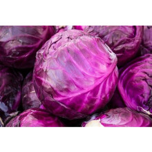 Red Drumhead Cabbage Seeds – 500 Red Cabbage Seeds – Suitable for Indoor & Outdo