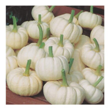 PREMIER SEEDS DIRECT - Pumpkin Seeds - Miniature White - Baby Boo -