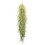 Tillandsia usneoides, Air Plants 1