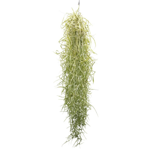 Tillandsia usneoides, Air Plants