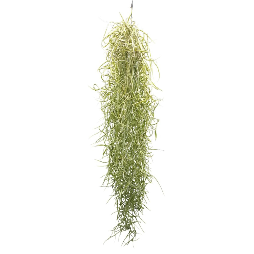 Tillandsia Usneoides, Air Plants 35128755