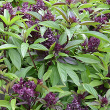 Thai Basil Seeds - 130 Fresh Thai Basil Siam Queen Herb Seeds – Plant