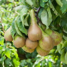 Potted Mini Fruit Tree Pear, Ideal for Small Gardens & Patios,