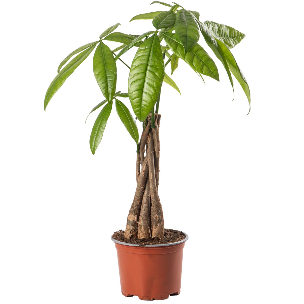 Gardenersdream Pachira Aquatica Money Tree Evergreen Indoor House Plant For Home