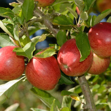 Braeburn Apple Tree, Mini Patio Fruit Tree, Ideal for Small Gardens &
