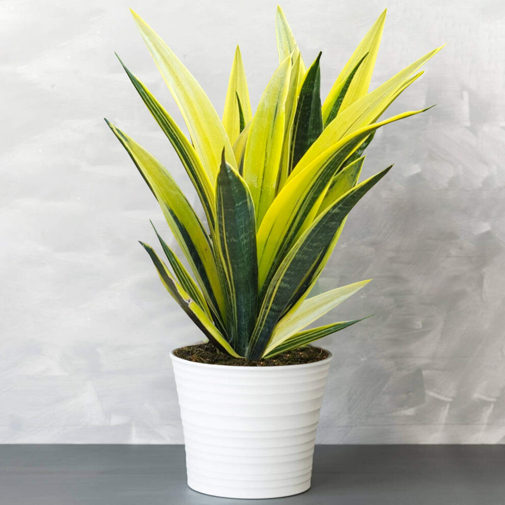 Gardenersdream Sansevieria Flame - Snake Plant | Best Indoor Plants | 30-40Cm Golden
