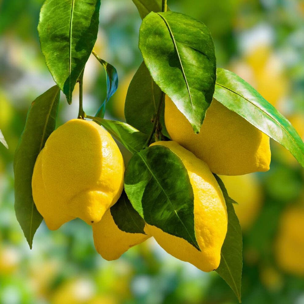 Yougarden Citrus Lemon 'Citron' Tree In 7/9Cm Pot, Lemon Trees For