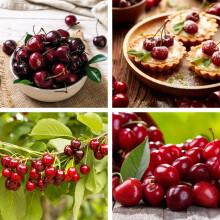 Potted Mini Fruit Tree Cherry, Ideal for Small Gardens & Patios, High
