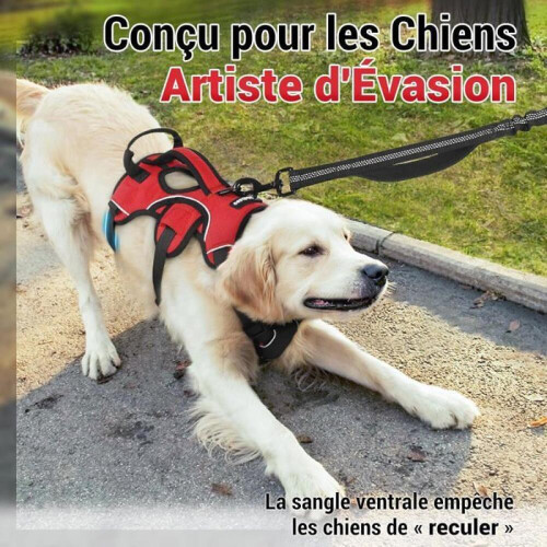 Ζώνη Σκύλου rabbitgoo με Λαβή Ανύψωσης, Ρυθμιζόμενη Ζώνη Ζώων για Κατο 2