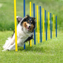 pet prime Outdoor Dog Obstacle Agility Training Exercise Equipment Kit With Carrying Bag Pet Play Run Obedience Training Set Adjustable - 12PCS Weave