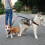 Large size double-headed pet leash (blue) 6