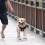 Pet Reflective Leash Medium & Large Dog Walking Supplies(Blue) 6