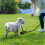 3m Pet Tracking Towing Leash Multifunctional Dog Walking Leashes(Black) 5